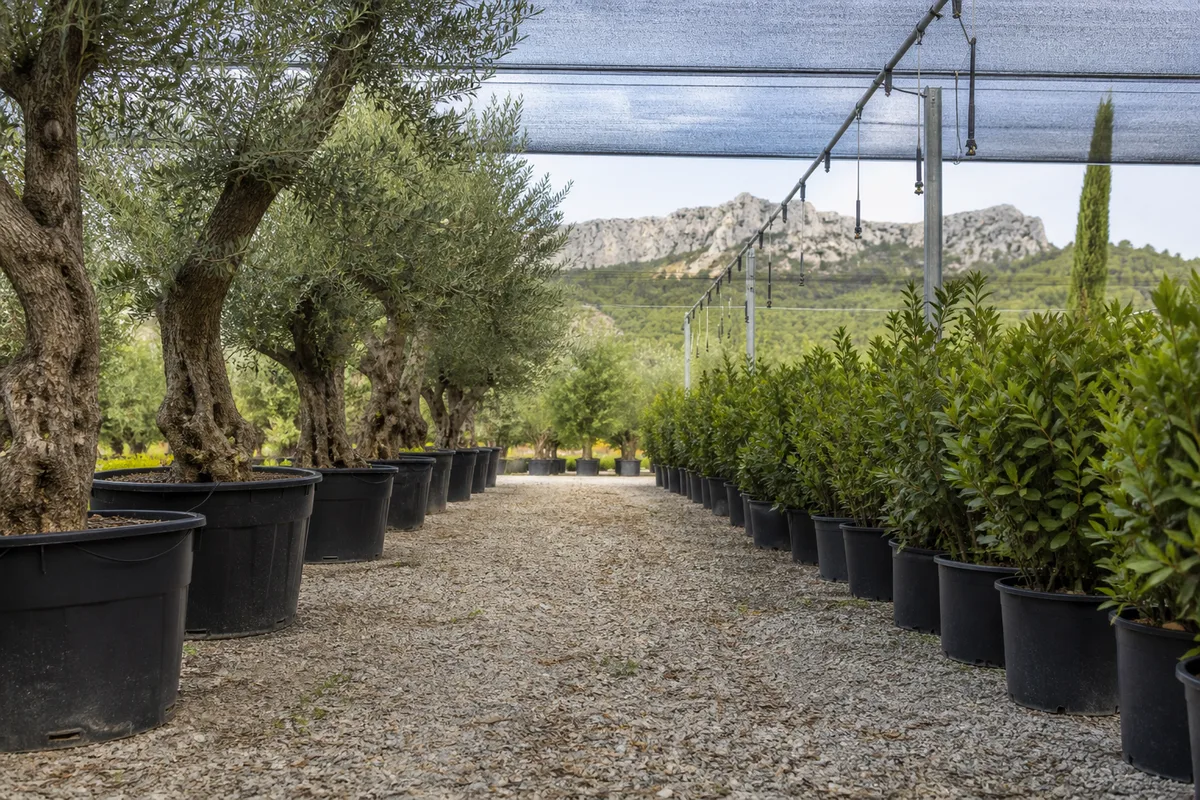 Paysagistes des Alpilles